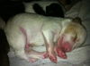Onyx the Gem Puppy