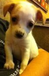 Onyx the Gem Puppy