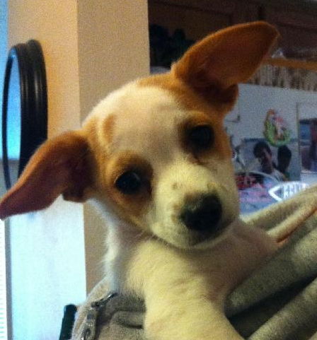 Onyx the Gem Puppy