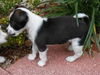 Jade the Gem Puppy