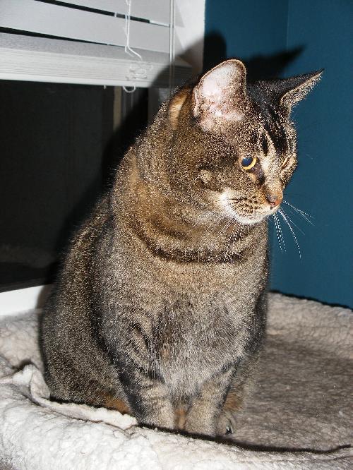 Freckles the Declawed Tabby