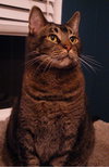 Freckles the Declawed Tabby