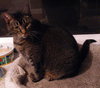 Freckles the Declawed Tabby