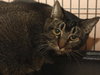Freckles the Declawed Tabby