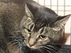 Freckles the Declawed Tabby