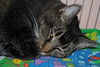 Freckles the Declawed Tabby