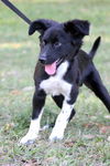 Fiz the Lab/Border Collie Puppy