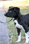 Fiz the Lab/Border Collie Puppy