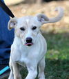 Gwyn the Lab/Collie Puppy