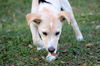 Gwyn the Lab/Collie Puppy