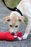 Gwyn the Lab/Collie Puppy