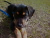 Diamond the Shepherd/Rottie Puppy
