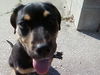 Diamond the Shepherd/Rottie Puppy