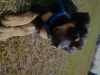 Diamond the Shepherd/Rottie Puppy