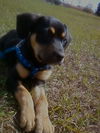 Diamond the Shepherd/Rottie Puppy