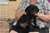 Rocky the Black Lab Puppy