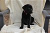 Purity the Black Lab Puppy