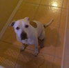 Judy the Terrier