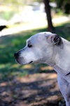 Judy the Terrier