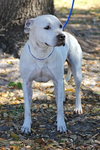 Judy the Terrier
