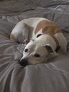 Judy the Terrier