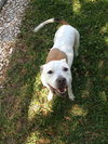 Judy the Terrier