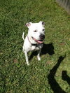 Judy the Terrier