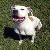 Judy the Terrier