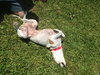 Judy the Terrier