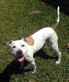 Judy the Terrier