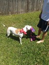 Judy the Terrier