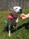 Judy the Terrier