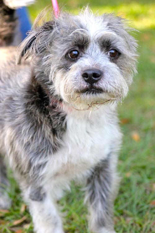 Toby the Wirehair Terrier