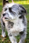 Toby the Wirehair Terrier