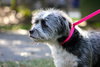 Toby the Wirehair Terrier