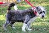 Toby the Wirehair Terrier