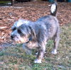Toby the Wirehair Terrier