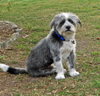 Toby the Wirehair Terrier