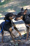 Snake  the Min Pin