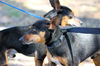 Snake  the Min Pin