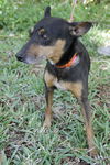 Snake  the Min Pin