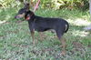 Snake  the Min Pin