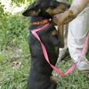 Snake  the Min Pin