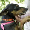 Snake  the Min Pin