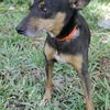 Snake  the Min Pin