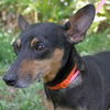 Snake  the Min Pin