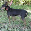 Snake  the Min Pin
