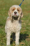 Maple the Cocker Spaniel