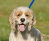 Maple the Cocker Spaniel