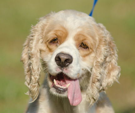 Maple the Cocker Spaniel